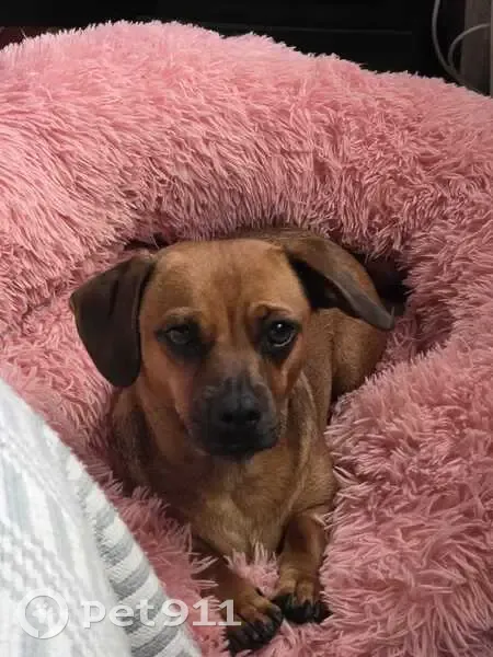 Help Find Ritchie: Lost Dog in Parramatta - photo