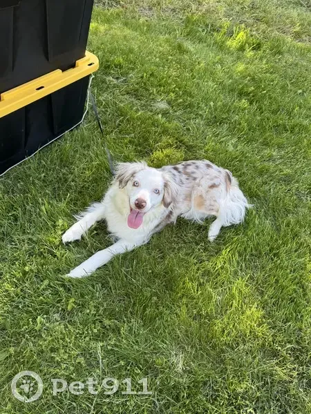 Lost Собака, Female, West Treend Road, Post Falls - white with light brown spots - photo