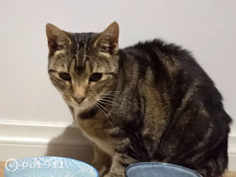 Friendly Young Cat Found on Mary St, Darebin - photo