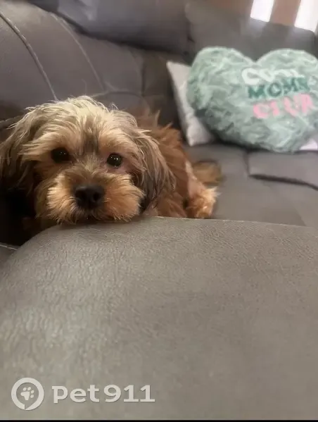 Lost Собака, North 40th Street, 4863, Milwaukee - Male - photo