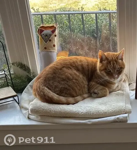 Lost Кошка, Maplewood Road, 2109, Richmond - orange tabby with white paws - photo