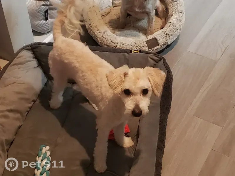 Lost Собака, Meade Street, 5330, Denver - white Maltipoo, 7 years old - photo