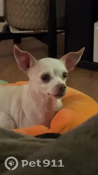 Lost Собака, Harvard, Illinois - Senior Chihuahua, white with brown spots - photo