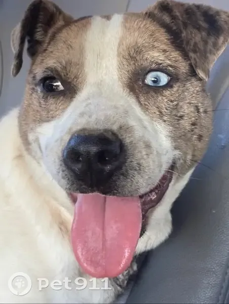 Lost Собака, Princeton Avenue, 3167, Memphis - one blue eye and one brown eye - photo