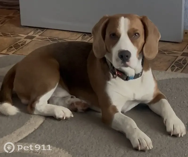 Зникла триколорова собака в Білій Церкві - photo