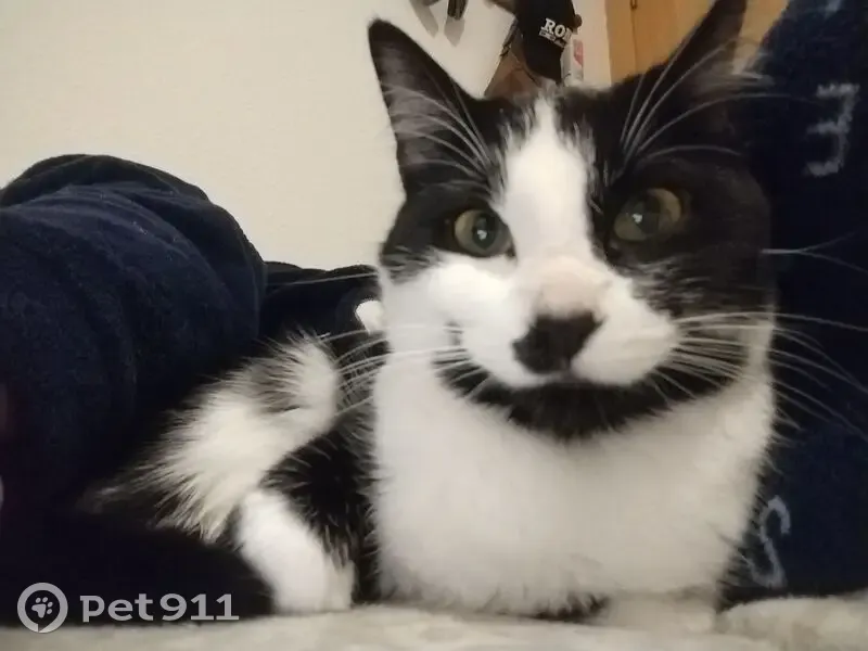 Gata Perdida: Blanca y Negra en Baza - photo