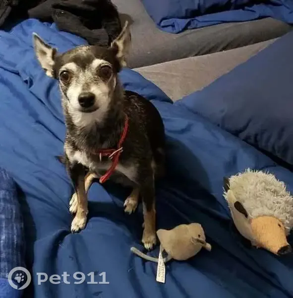 Lost собака, Sandburr Drive, 451, Columbus - small black with brown - photo