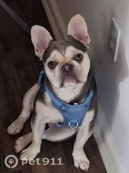 Lost Собака, North Dearborn Street, 2821, Indianapolis - Male, Color blue/Tan - photo