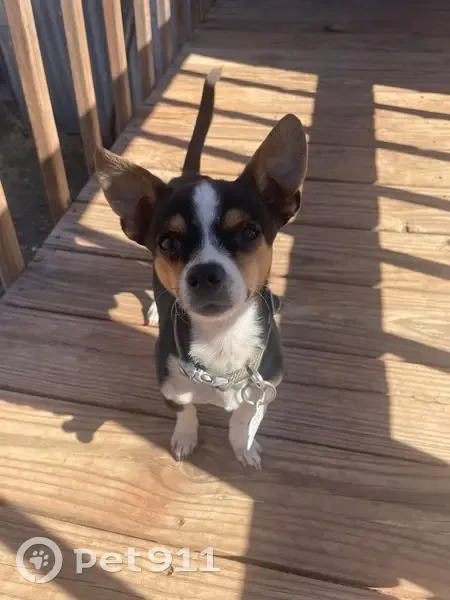 Lost Собака, North Garwood Street, 860, Texico - Black and white with brown eyebrows - photo