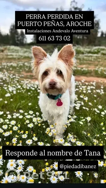 Perrita de 13 años perdida en Aroche, Andalucía - photo