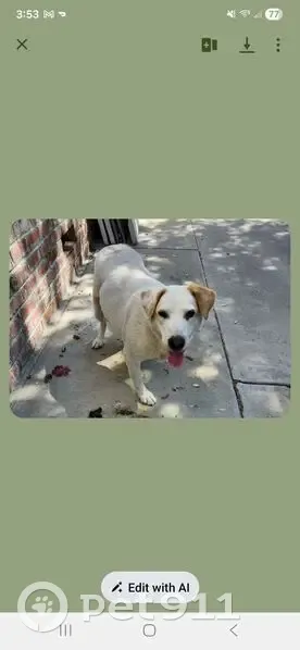 Lost Собака Female, Cedarwood Drive, 1714, Prescott - white lab mix, three legged - photo