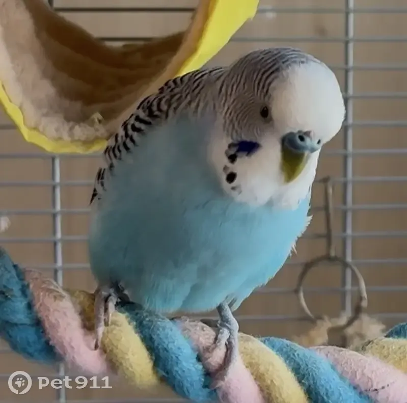 Periquito Azul Perdido en Algeciras: ¡Ayuda! - photo