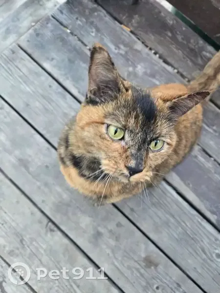 Found Кошка, Beacon Loop, 3688, Helena - very friendly and vocal - photo