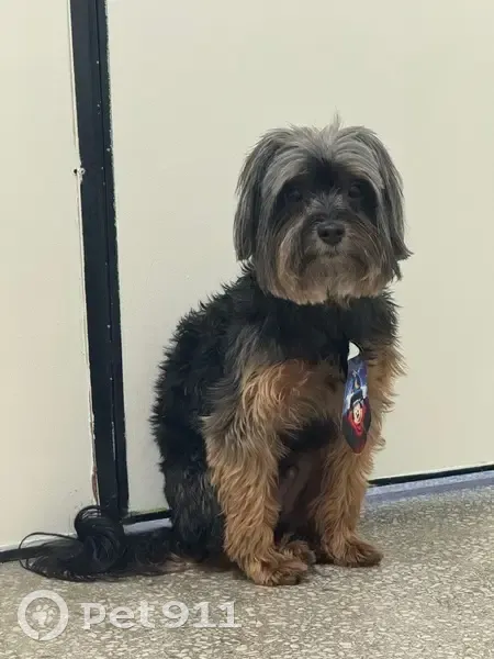 Cachorro encontrado - photo