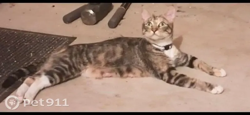 Missing cat Female, Jackson (usl532371) - photo