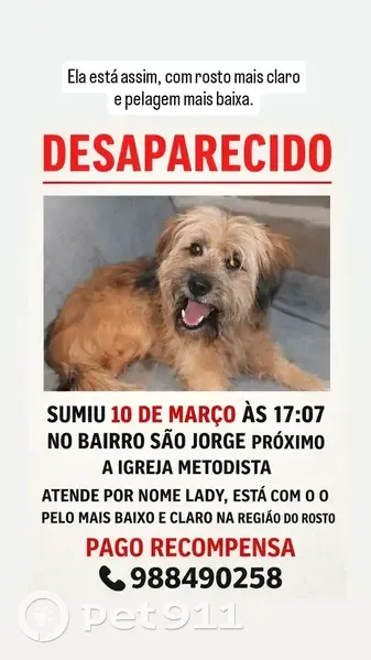 Cachorro perdido Fêmea (brl002441) - photo