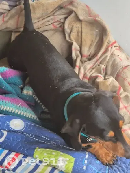 Missing 3-Legged Dog: Black & Tan Butcher - photo