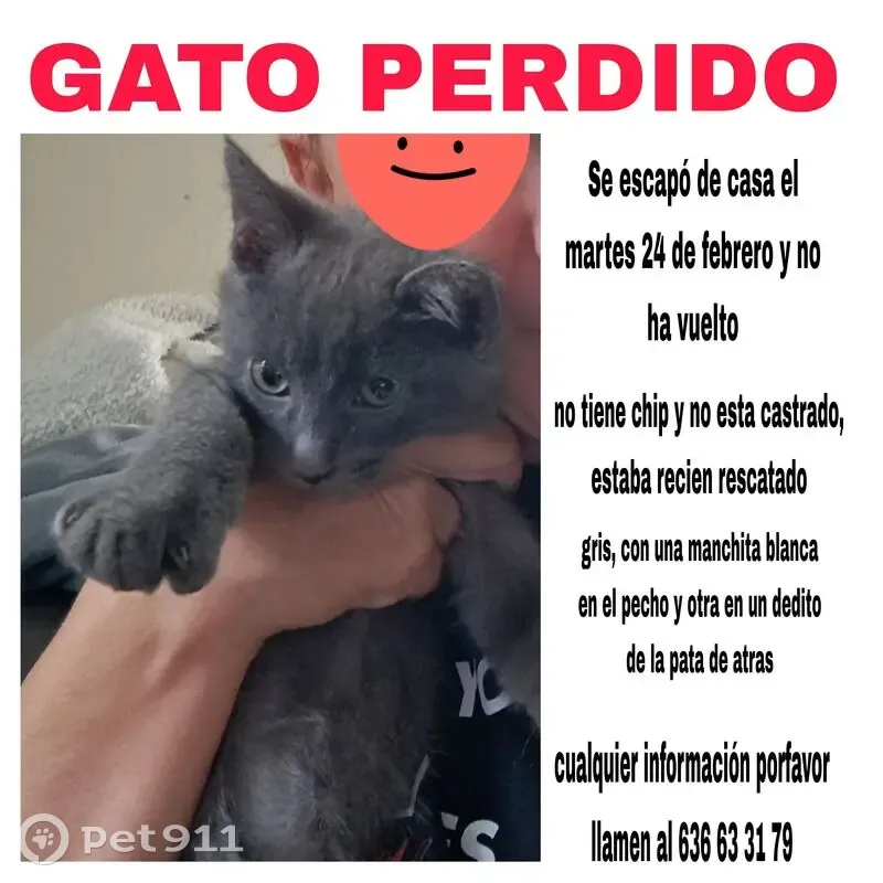 Se busca: Gato gris perdido en Cabanillas - photo