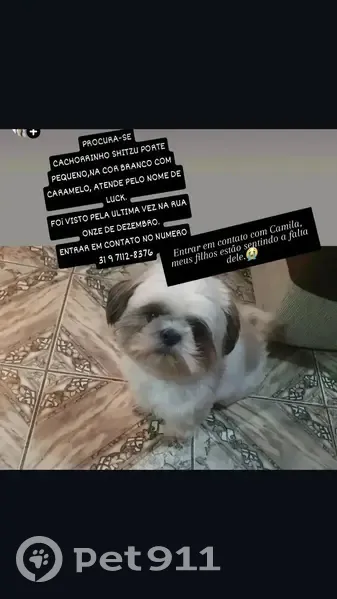 Cachorro perdido - photo