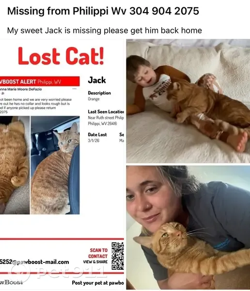 Lost Кошка, Cherry Hill Road, 437, Philippi - Orange with White Tail End - photo