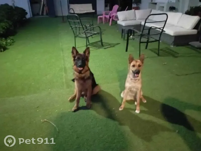 ¡Atención! Dos Perros Perdidos en Andalucía - photo