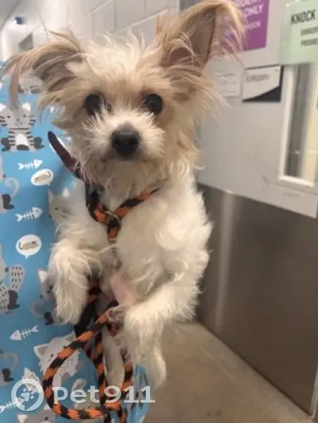 Lost Собака Female, Huntingdon Avenue, 2900, Baltimore - scruffy, white with brown markings - photo