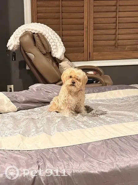 Lost собака, Female, Sunset Circle, 9751, Lenexa - blue collar with turtles - photo