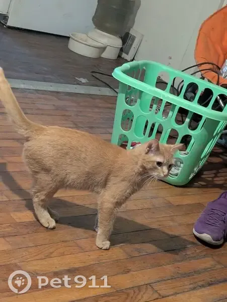 Lost Кошка, Tremont Avenue, 1005, Mount Morris Charter Township, Beecher - Butterscotch orange with white chin - photo