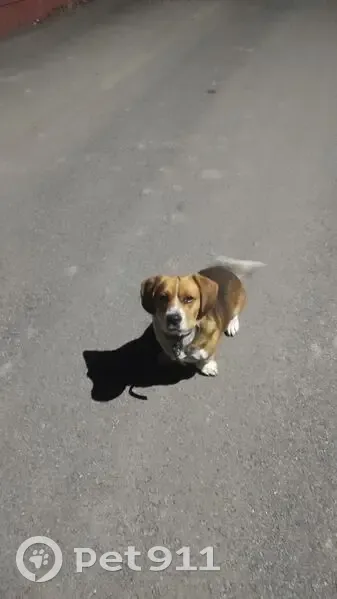 Знайдена грайлива собака у Вінницькій області - photo