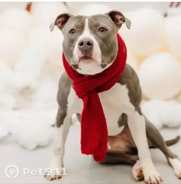 Lost Собака, Female, Walnut Street, 5252, Philadelphia - grey and white pit bull - photo