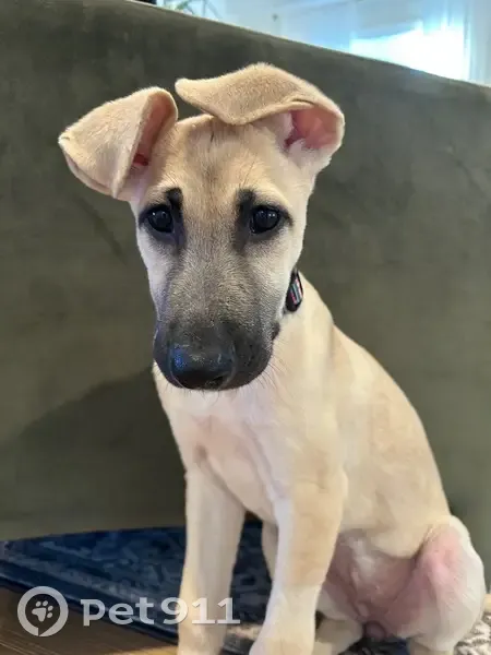 Lost Собака, Madison Avenue, 698, Middletown Township, Penndel - Great Dane mix - photo