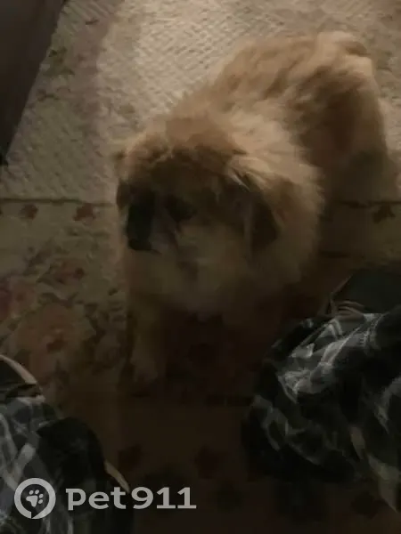 Missing dog Male, Old Jamestown (usl532399) - photo