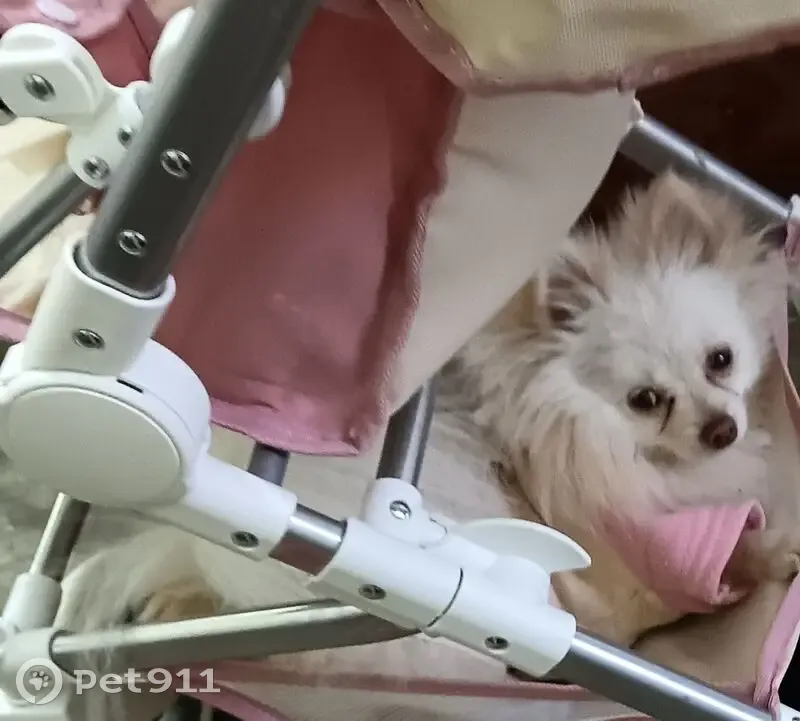 Perro Blanco Perdido Cerca Secundaria 85 - photo