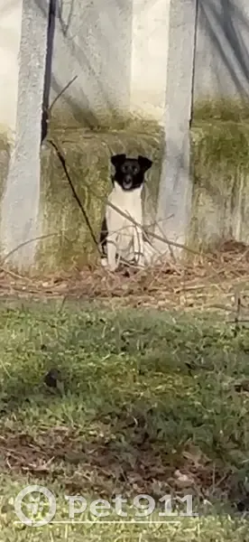 Знайдено собаку в Одесі: Парк Шевченка! - photo