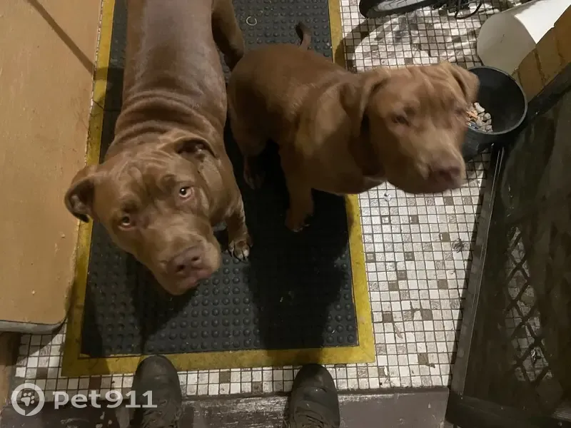 Mother Dog Missing: 13 Pups Await Her - photo