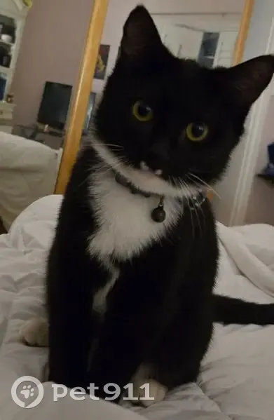 Missing cat Female, Whittier (usl532404) - photo