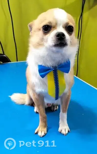 Perro Chihuahua Perdido en Quiroga: Inti - photo