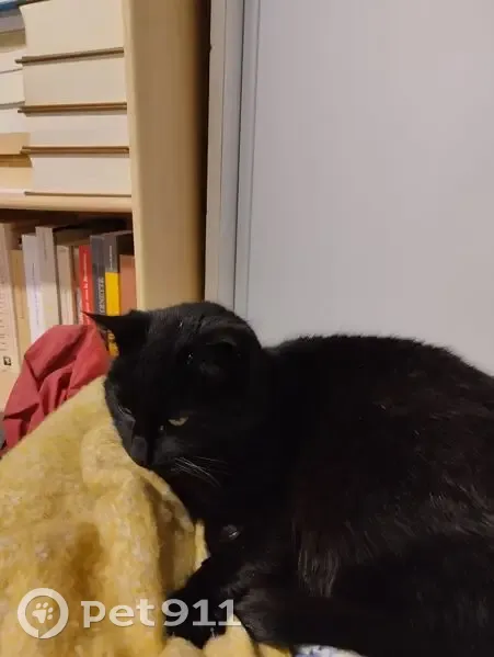 Trouvé chatte, Querrien, Bretagne - très affectueuse et calme - photo