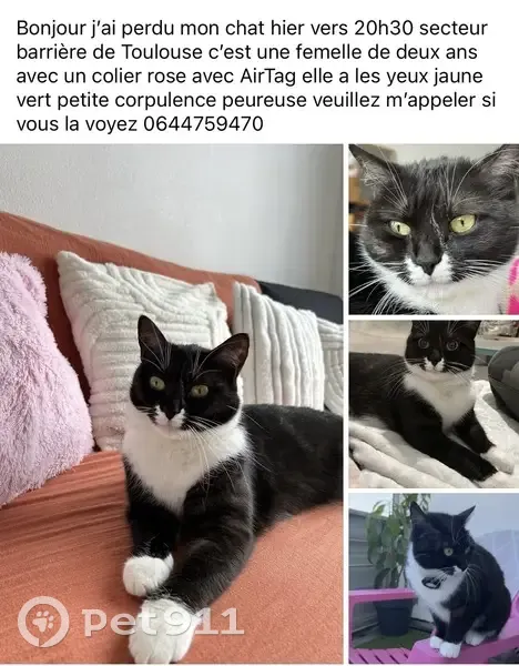 Perdu chat femelle, Allée de la Savonnerie, 14, Bègles, Toulouse - noir et blanche, yeux vert jaune - photo