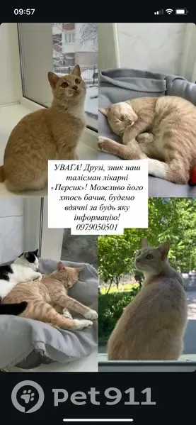 Зникла кішка: персиковий окрас, Хмельницький - photo