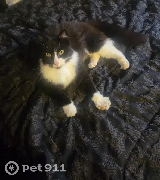 Help Find Asher: Missing Fluffy Cat - photo