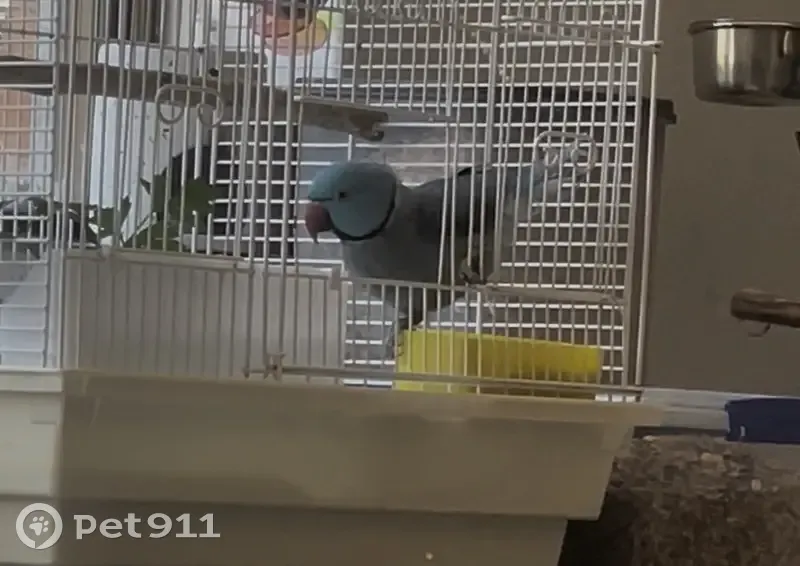 Lost Turquoise Bird - Waverley, Edward St - photo