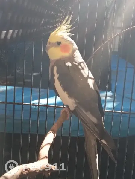 Found Grey Bird with Clipped Wing - Salisbury - photo