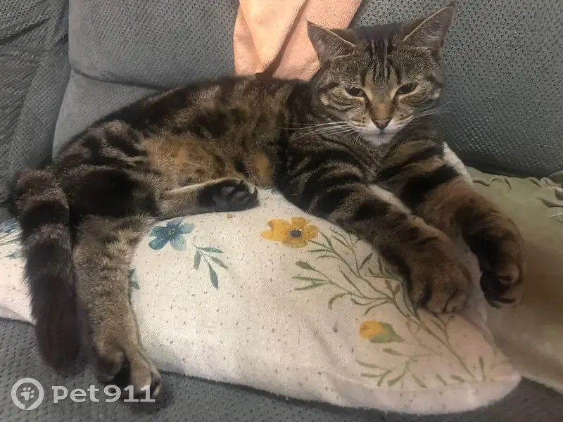 Lost Fluffy Tabby Cat on Devonshire Rd - photo