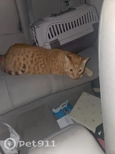 Lost Cat, Male, North Knoll, San Antonio - Orange Tabby with Clipped Left Ear - photo