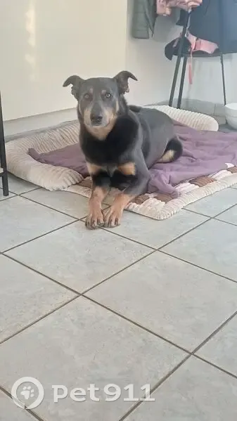 Chien perdu, Rue des Coquelicots, La Baume-d'Hostun - beauceron croisé border - photo