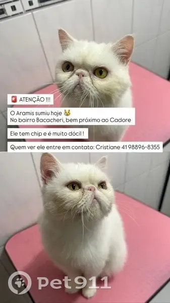 Gato desaparecido - photo