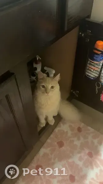 Lost Кошка, Male, Point Clear Drive, 3816, Missouri City - orangish tabby with fluffy tail - photo