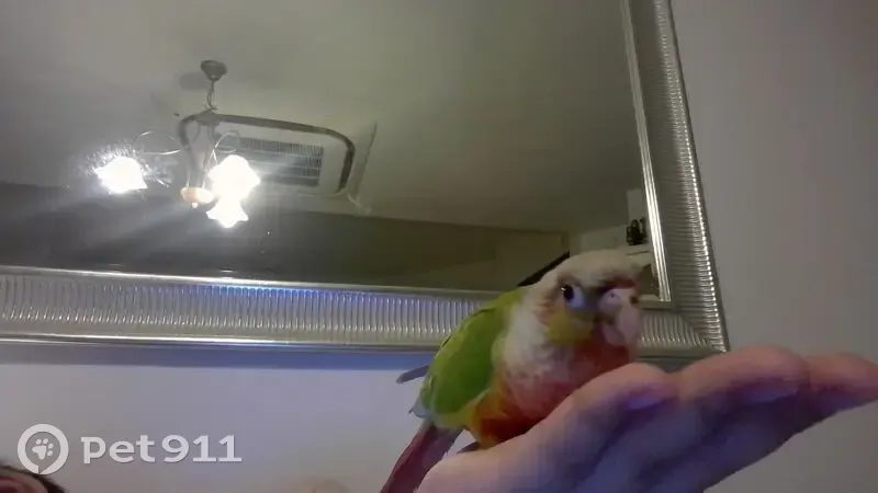 Found: Colorful Tagged Bird in Singapore - photo