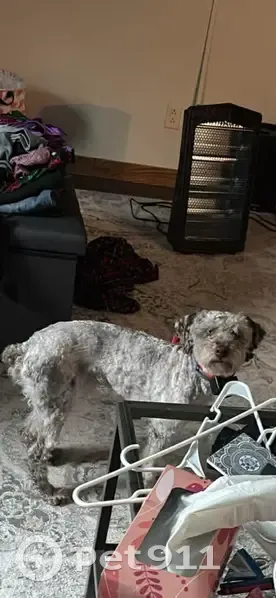 Lost собака, Vanderbilt, Michigan - photo